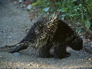 porcupine_668_600x450