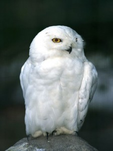 snowy-owl_714_600x450