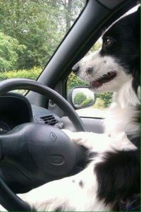 13512135_1207789329232504_4145051517009912600_n