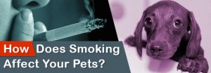 How-Does-Smoking-Affect-Your-Pets__