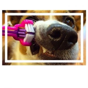 how-to-brush-your-dogs-teeth